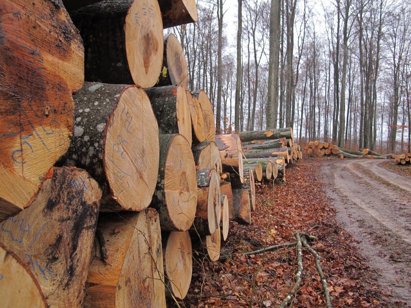 Holzstapel im Wald