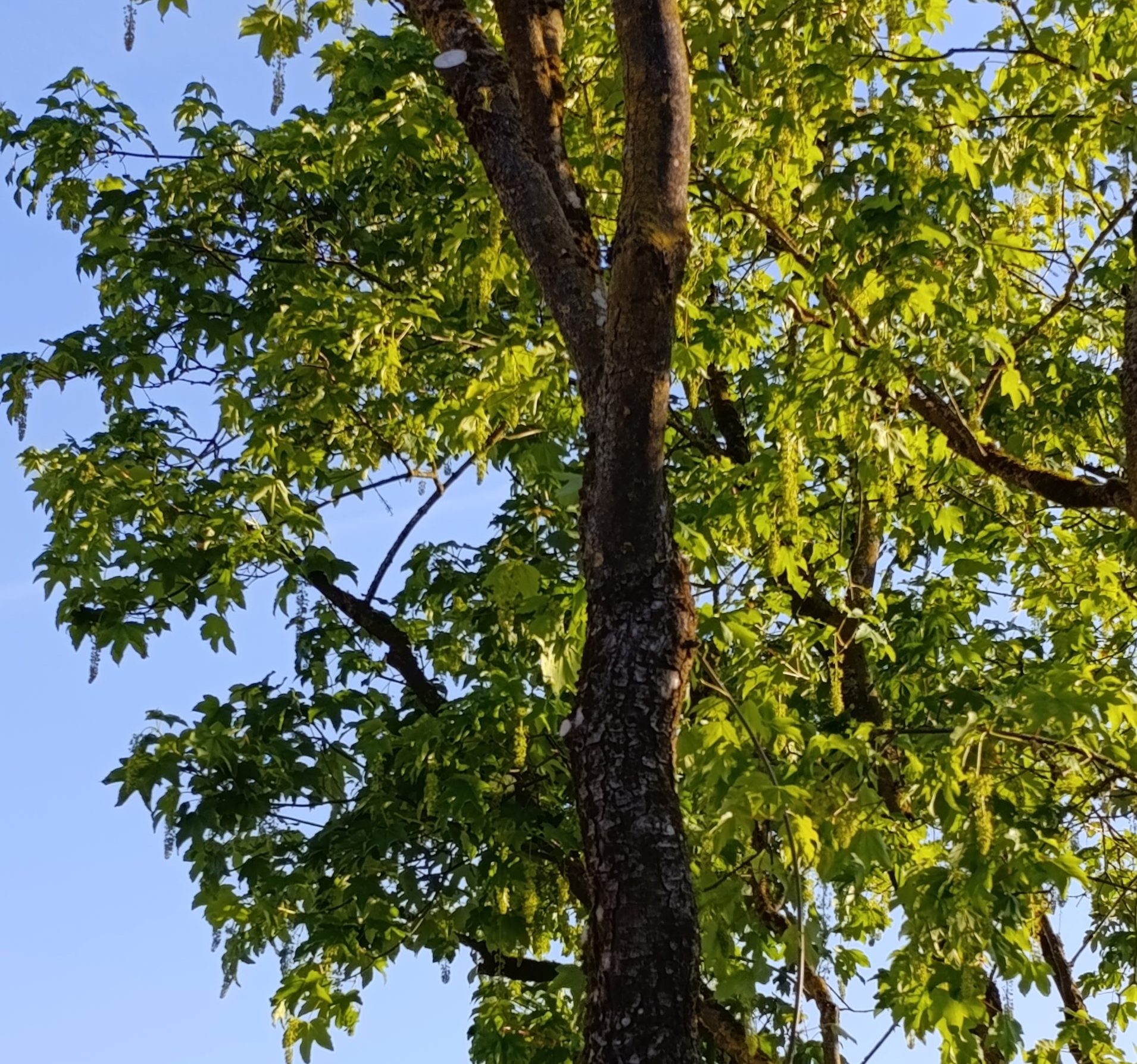 Laubbaum im Mai